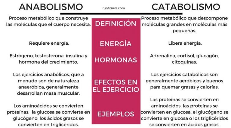 Anabolismo Y Catabolismo Cuadros Comparativos Y Diferencias Cuadro