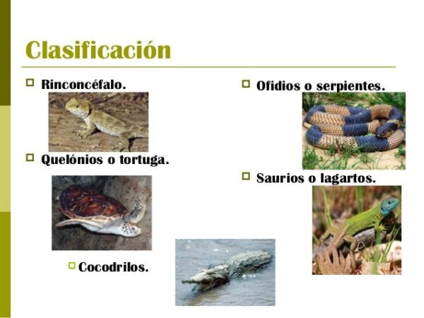 Reptiles Caracter Sticas Y Cuadros Sin Pticos Cuadro Comparativo The Best Porn Website