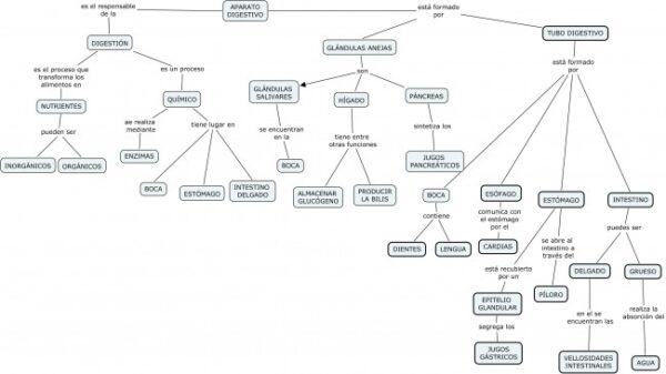 Cuadro Sinóptico sobre el Aparato Digestivo Cuadro Comparativo