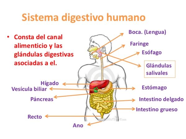 Cuadro Sin Ptico Sobre El Aparato Digestivo Cuadro Comparativo