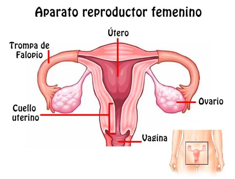 Mapas Mentales Sobre El Aparato Reproductor Femenino Cuadro Comparativo