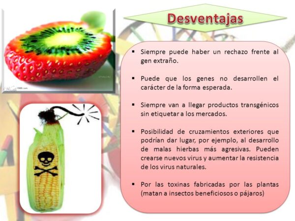 Ventajas Y Desventajas De Los Alimentos Transg Nicos Cuadro Comparativo