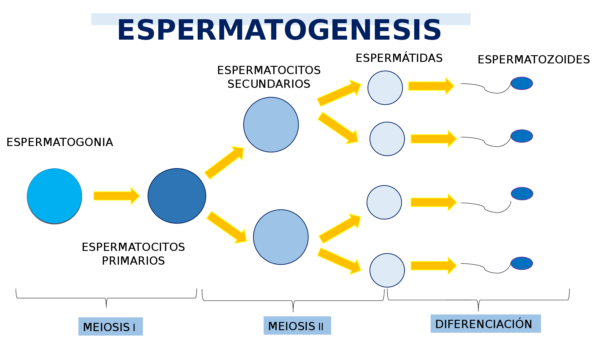 Ovogénesis y Espermatogénesis Diferencias Cuadro Comparativo