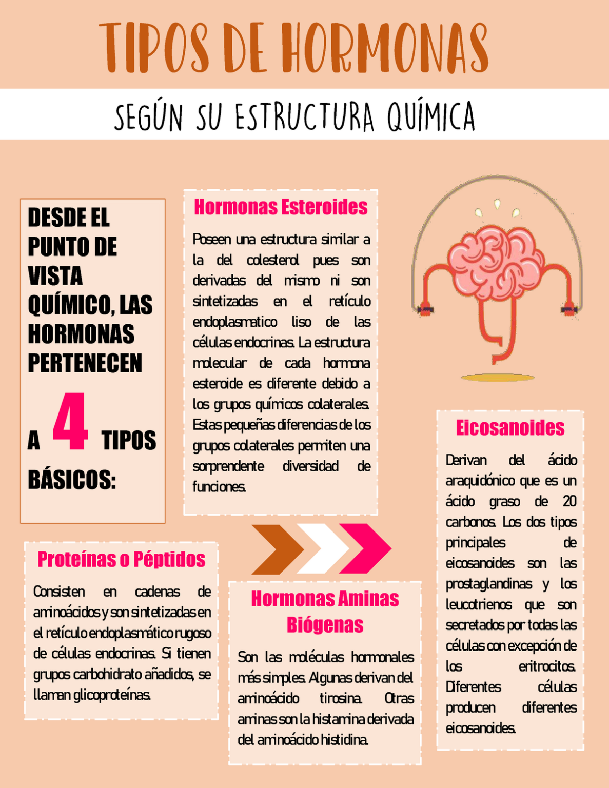 Hormonas Caracter Sticas Tipos E Importancia Cuadro Sin Ptico