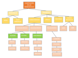 Biomoléculas Características y tipos Cuadros Comparativos Cuadro