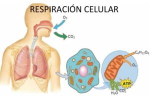 Respiraci N Anaerobia Y Aerobia Cuadros Comparativos Cuadro Comparativo