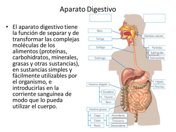 La Digesti N En Cuadros Sin Pticos Cuadro Comparativo