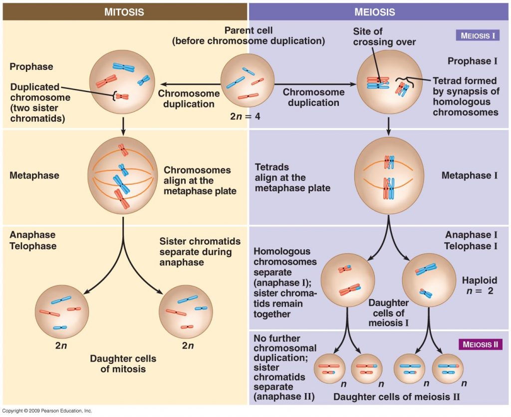 diferencias entre mitosis y meiosis