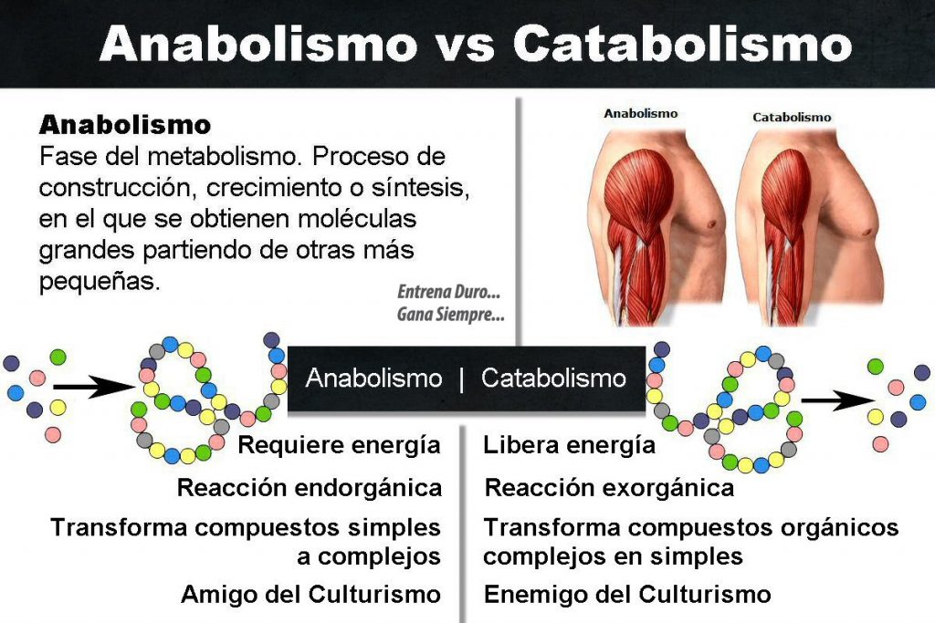 anabolismo vs catabolismo