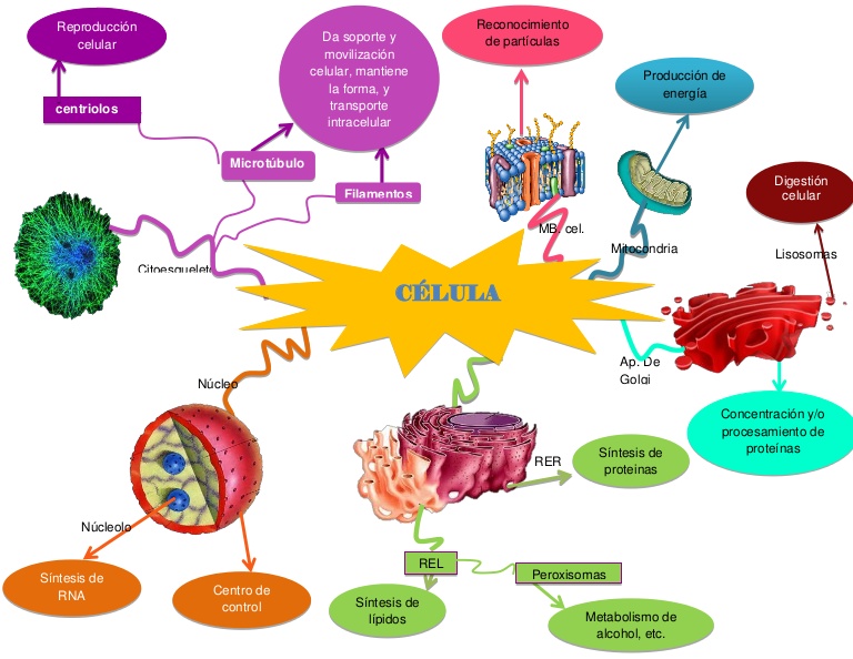 caracteristicas mapa mental