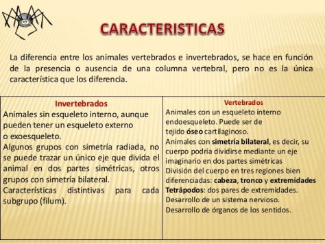 caracteristicas vertebrados e invertebrados