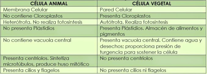 Celula Animal Vs Celula Vegetal Cuadro Comparativo