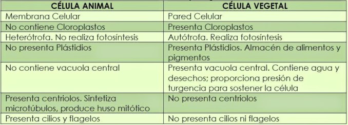 celula animal vs celula vegetal