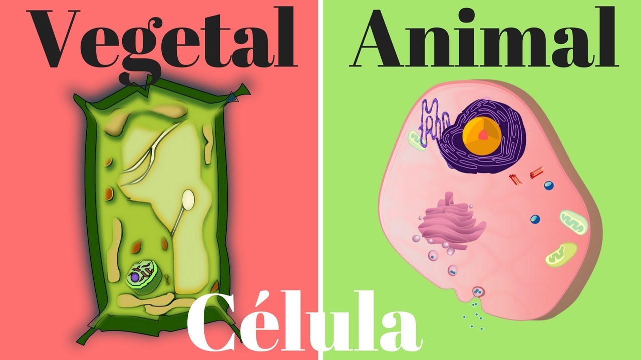 Celula Animal Y Celula Vegetal Diferencias Similitudes Y Cuadro Images