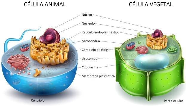 celula animal y vegetal cuadro comparativo