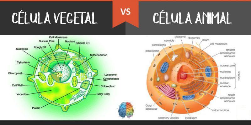 Cuadros Comparativos Entre Células Animales Y Células Vegetales