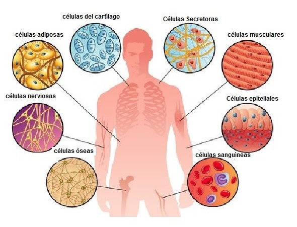 celulas humanas