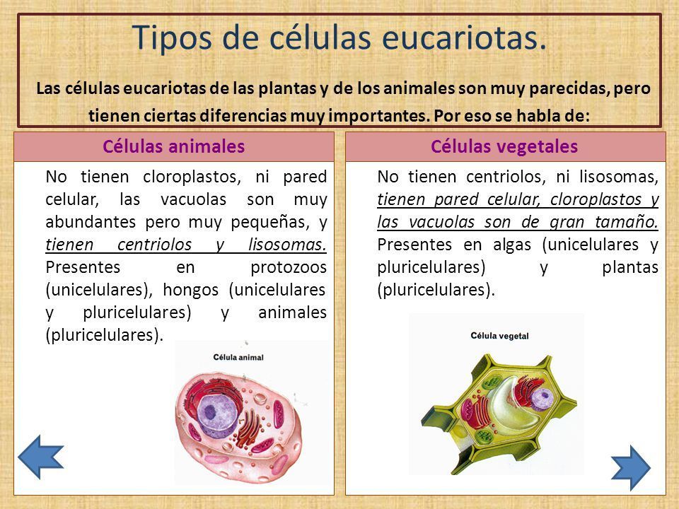 ceulas eucariotas