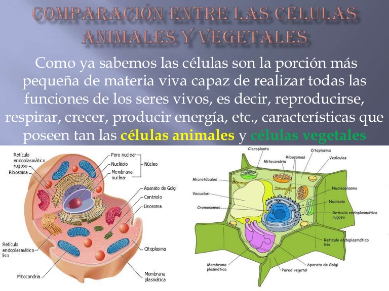 diferencias celulas animales y celulas vegetales