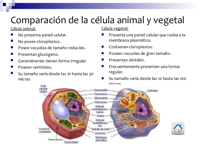 comparación celula vegetal y animal