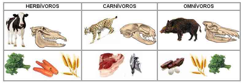 cuadro comparativo carnívoros, herbívoros y omnivoros