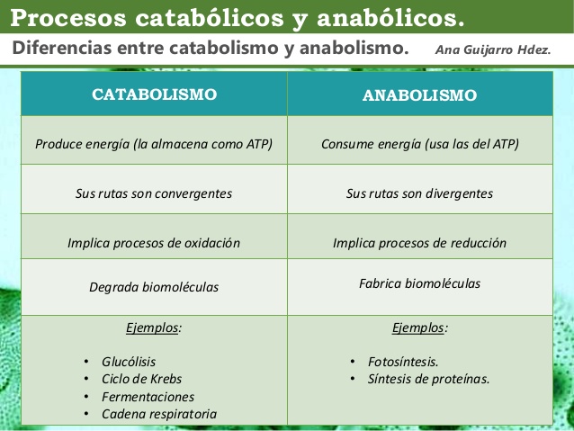 cuadro comparativo catabolismo anabolismo