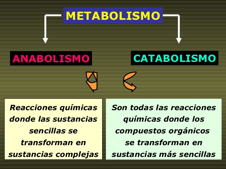 definicion anabolismo y catabolismo