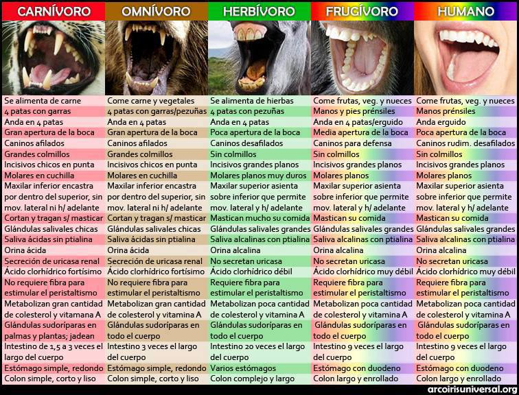 diferencias Carnívoros, Herbívoros y Omnívoros