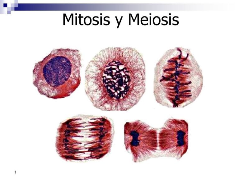 Diferencias entre Mitosis y MEiosis