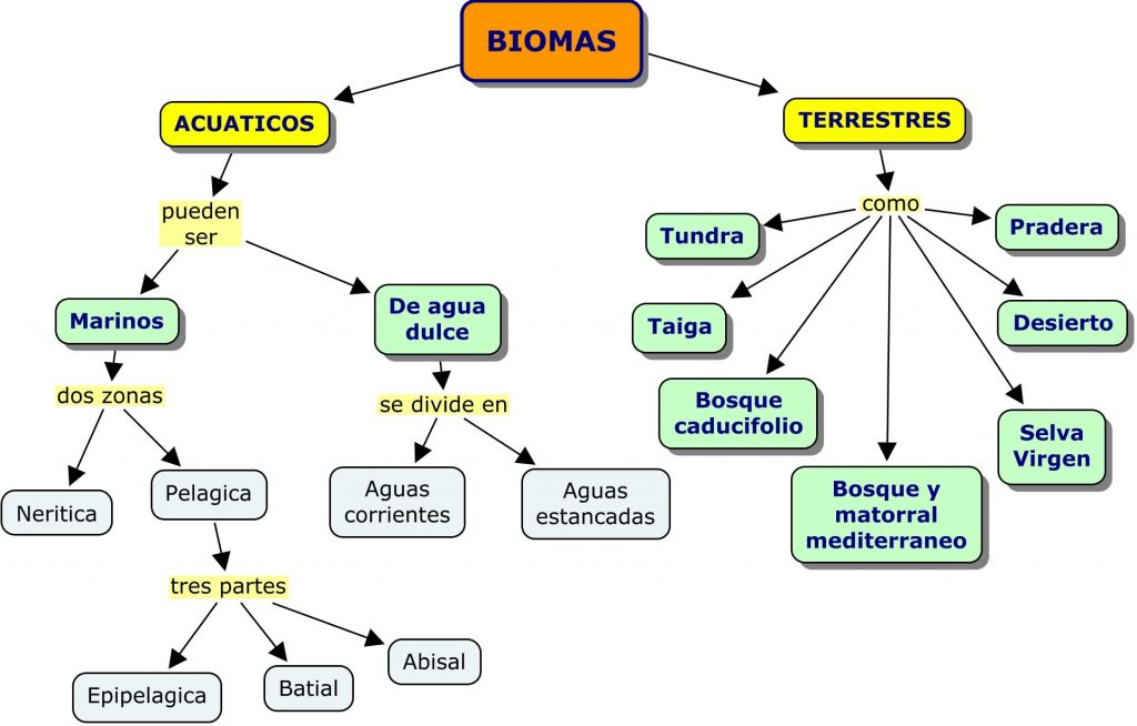 mapa conceptual de biomas