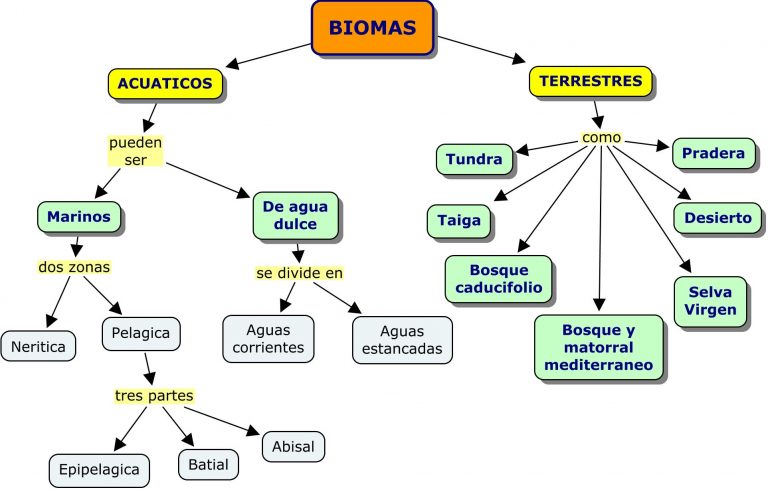 Cuadros Comparativos Tipos De Biomas ¿qué Son Cuadro Comparativo 0828