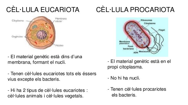 sintesis celula procariota y eucariota