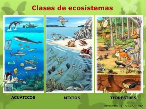 Definicion Y Tipos De Ecosistemas Tipos De Ecosistemas Images 3060