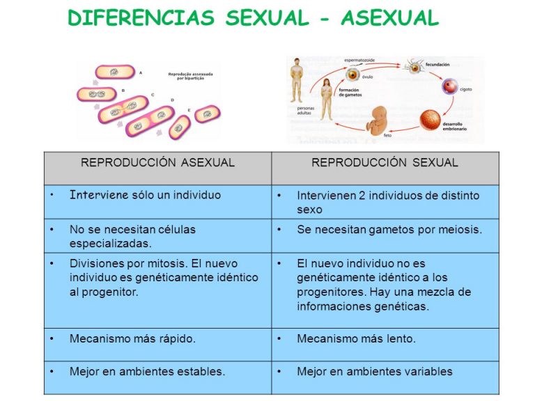 Reproducción Sexual Y Asexual Conceptos Diferencias Cuadro 0675