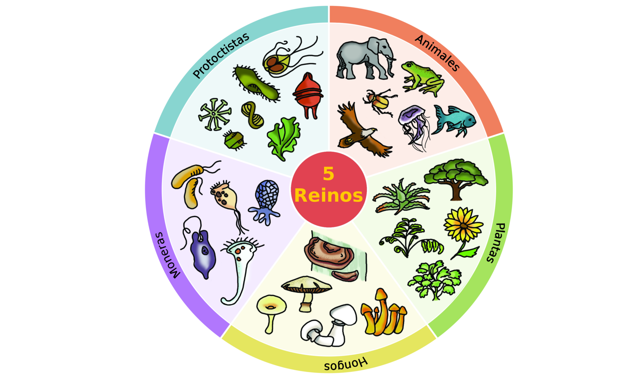 Cuadro Sinóptico De Los Reinos De Los Seres Vivos - Cuadro Comparativo