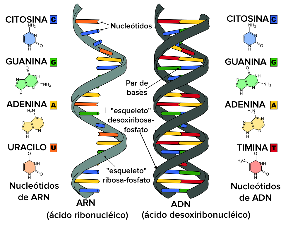 ARN y ADN caracteristicas