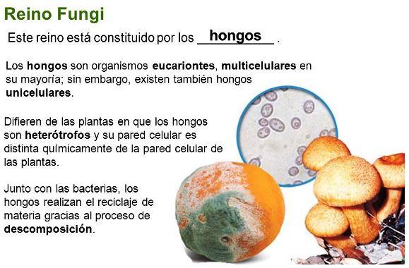 Características del Reino Fungí