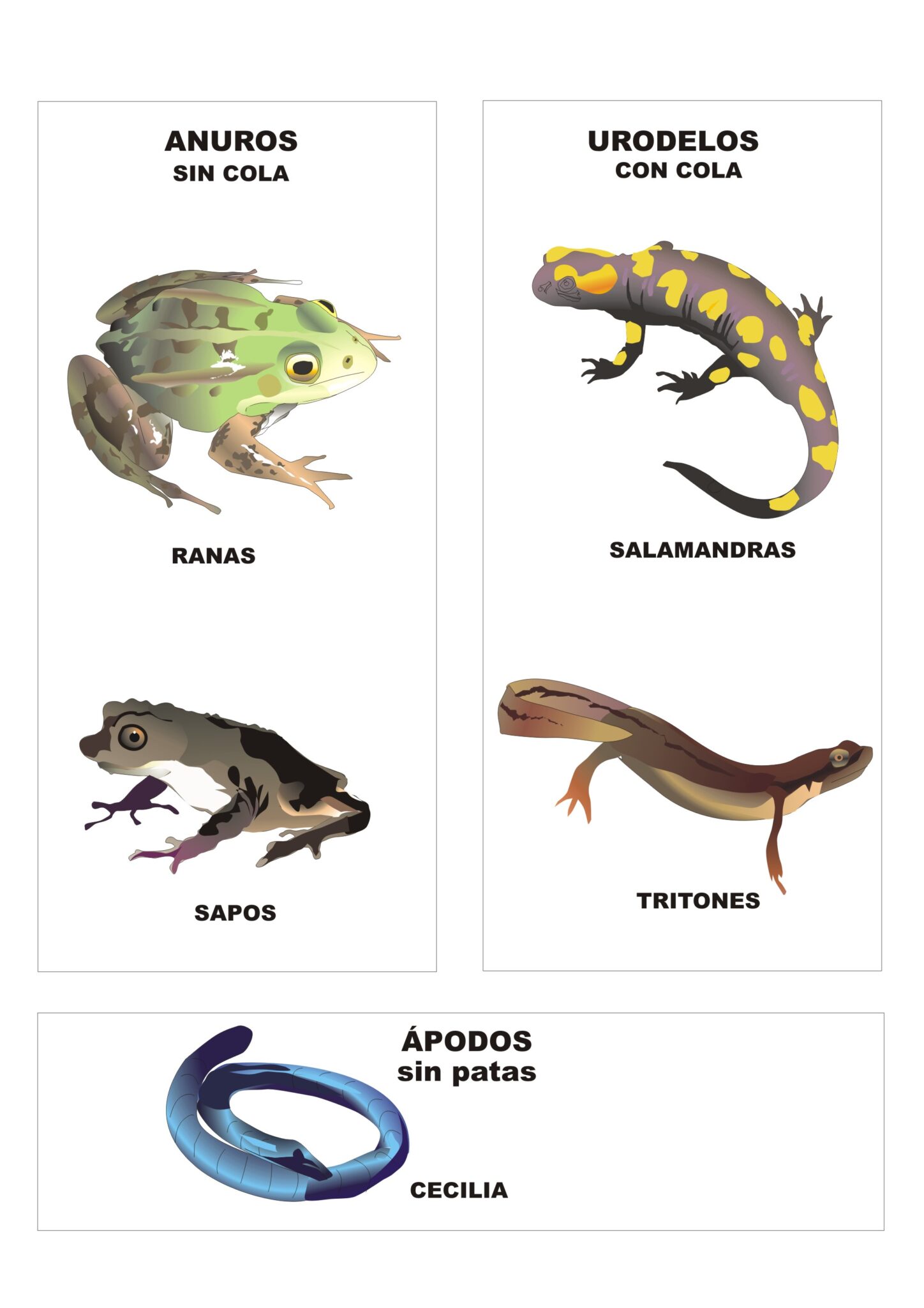 Cuadro Comparativo Entre Reptiles Y Anfibios Cuadro Comparativo 3372