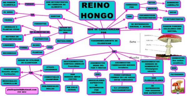 Cuadro Sin Ptico Del Reino Hongo Cuadro Comparativo