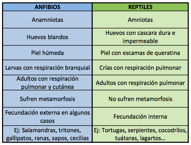 Cuadro comparativo entre anfibios y reptiles