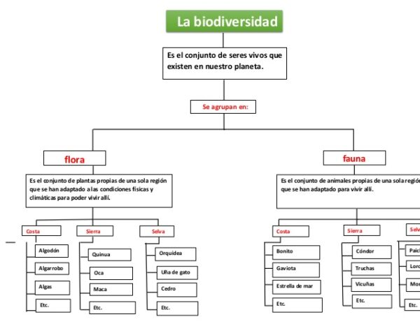 Flora Y Fauna Concepto Y Características Cuadro Comparativo