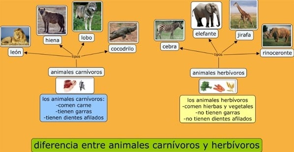 Diferencias entre animales carnivoros y herbivoros