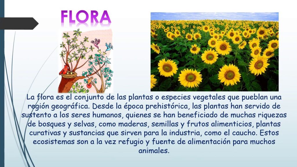 Concepto Flora Y Fauna