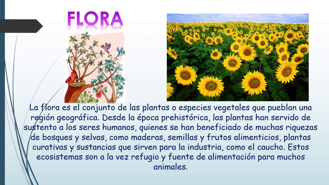 Flora Y Fauna Concepto Y Características Cuadro Comparativo 8085