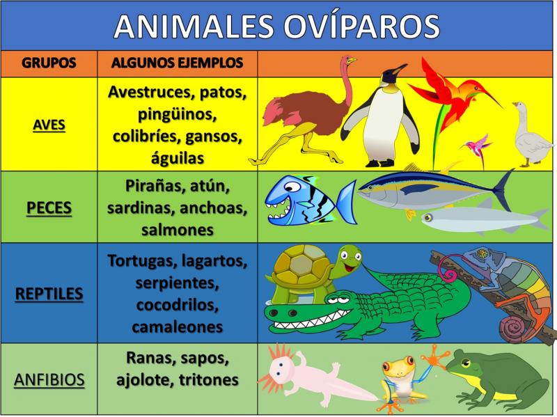 Oviparos clasificacion