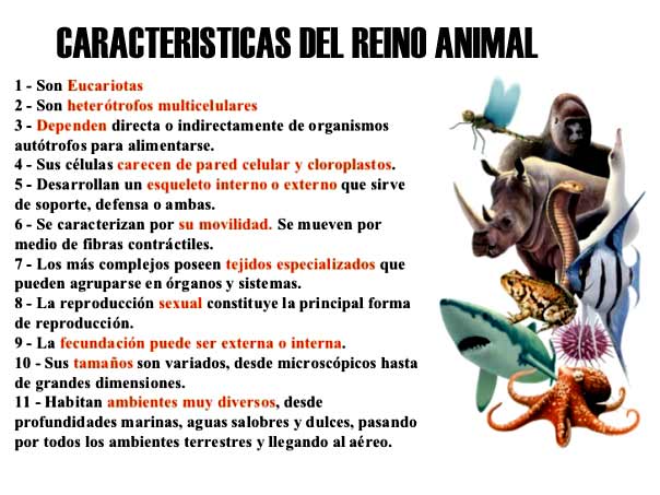 Reino Animal Características