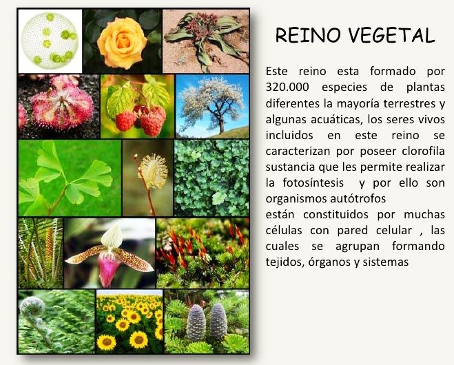 Reino Vegetal Características