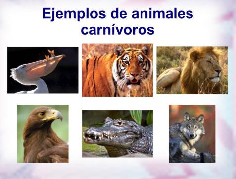 Tipos de Animales Carnívoros