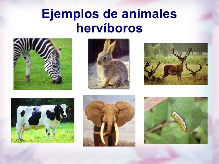 Tipos de Animales herbivoros