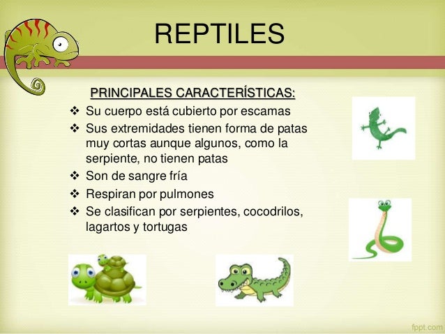 Caracteristicas de los ReptilesCaracteristicas de los Reptiles
